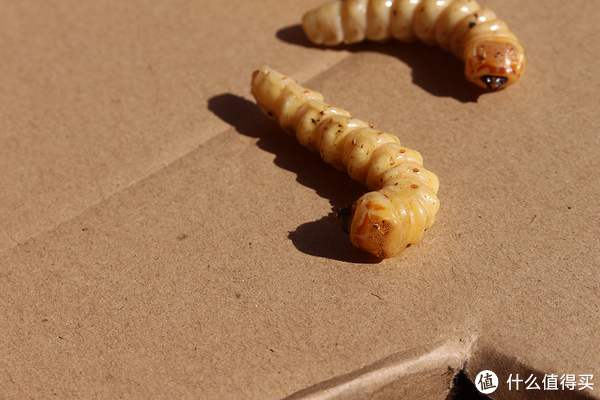 熊猫天下火锅告诉你,开店需要哪些准备:BJL平台(图1) BJL平台