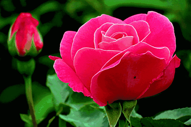 ‘BJL平台’阿水大杯茶哪个好喝测评(图3) BJL平台