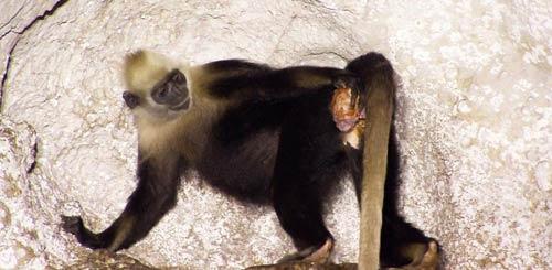 加盟程大个小火锅怎么样-BJL平台(图1) BJL平台