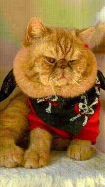 
搞笑GIF段子：论辅助角色的重要性“BJL平台集团”(图6)