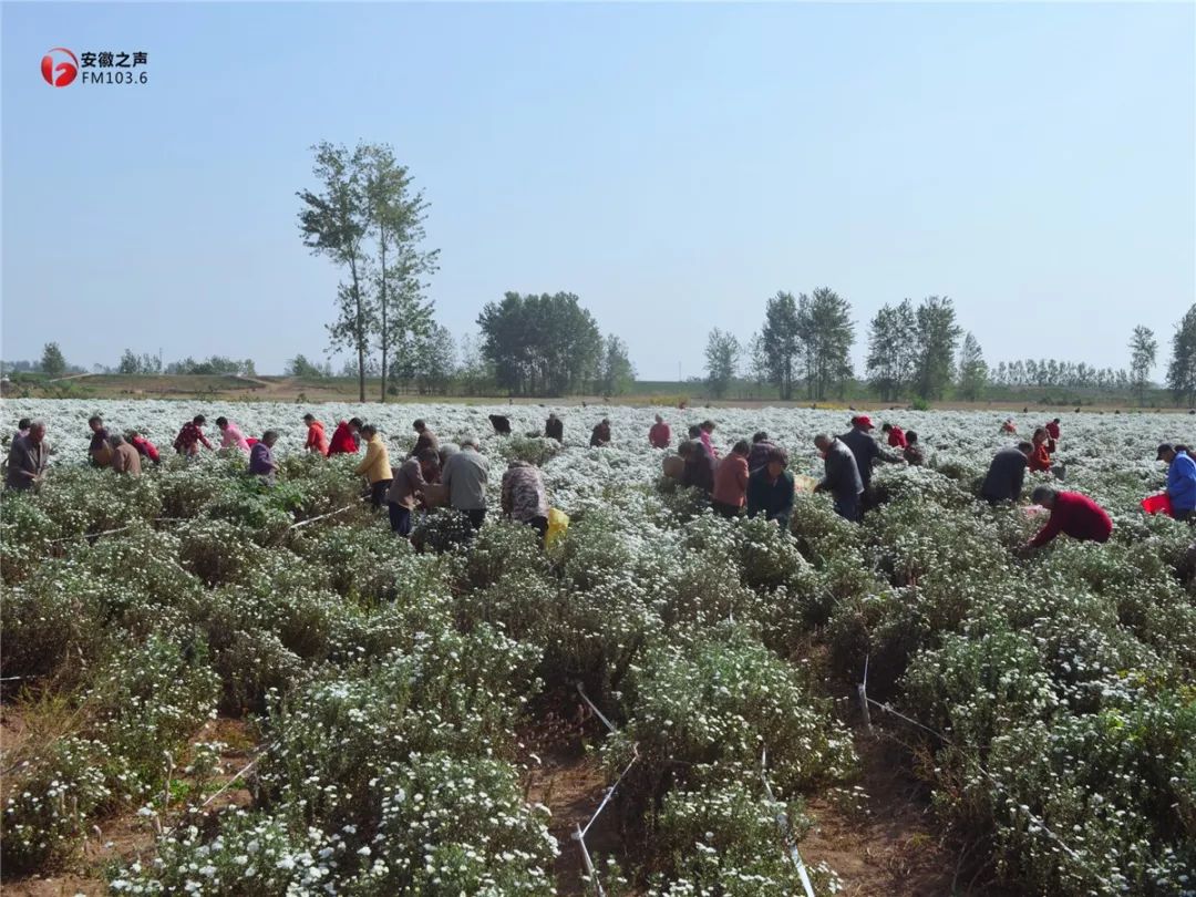 钾肥为何步入低价“迷宫”-BJL平台