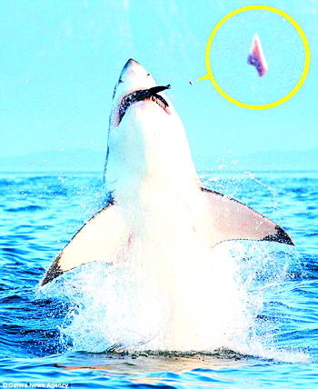 2014乌梢蛇价格总体详情和趋势分析-BJL平台集团(图4) BJL平台集团