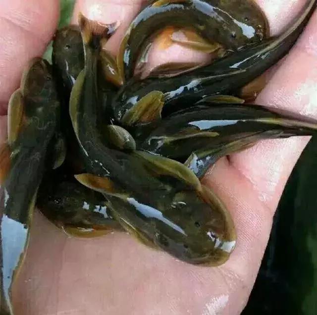 冬枣有哪些食用功效与作用?2019年各地冬枣价格-BJL平台(图3) BJL平台