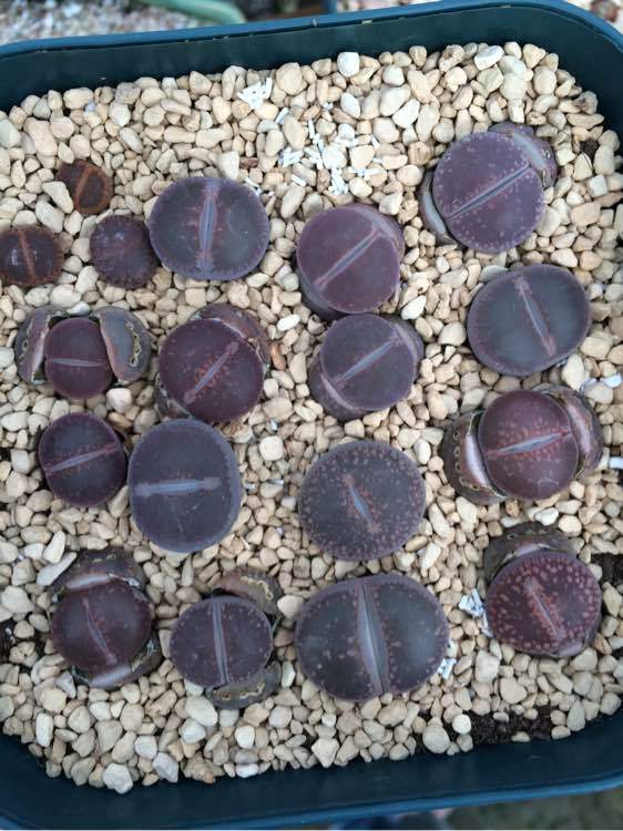 疫情反复重创美国餐饮业 绝大多数自营餐馆撑不到年底?:BJL平台(图2) BJL平台集团