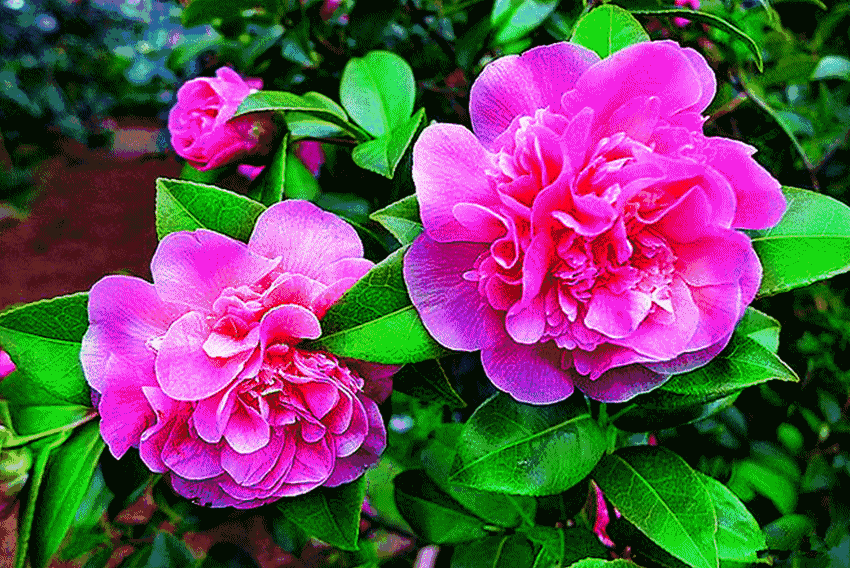 “BJL平台”农村公益性墓地审核、审批有哪些规定？（附申请流程）